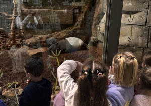 Dzieci obserwują przez szybę tapira odpoczywającą wśród gałęzi i bambusów. Przedszkolaki z zainteresowaniem przyglądają się zwierzęciu.