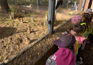 Kilka surykatek przebywa na piaszczystym wybiegu z kamieniami i roślinnością. Dzieci stoją przy szybie i z bliska obserwują zwierzęta.