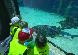 Dzieci stoją przed ogromny akwarium i oglądają pływające w nim rekiny i inne ryby.