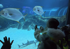 Dzieci stoją przed akwarium, w którym pływają piranie.