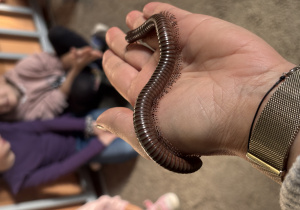 Zdjęcie krocionoga olbrzymiego chodzącego po dłoni.