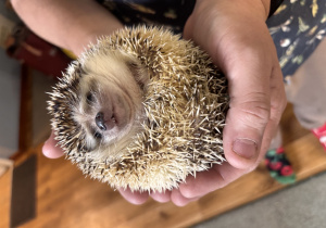 Zdjęcie przedstawia jeża trzymanego w dłoniach.