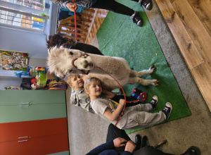 Edukacyjne spotkanie z alpakami w naszym przedszkolu.