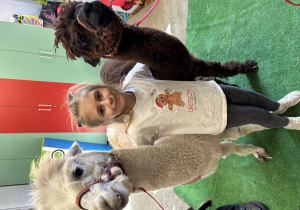 Dziewczynka stoi między alpakami i obejmuje je.