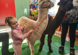 Dziewczynka trzyma alpakę za smycz.