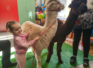 Spotkanie z alpakami w grupie Sówki.