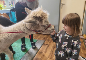 Dziewczynka karmi alpakę marchewką.