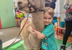 Chłopiec przytula alpakę.