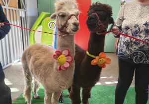 Biała i czarna alpaka.