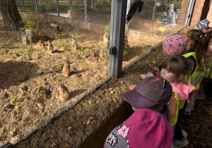 Kilka surykatek przebywa na piaszczystym wybiegu z kamieniami i roślinnością. Dzieci stoją przy szybie i z bliska obserwują zwierzęta.